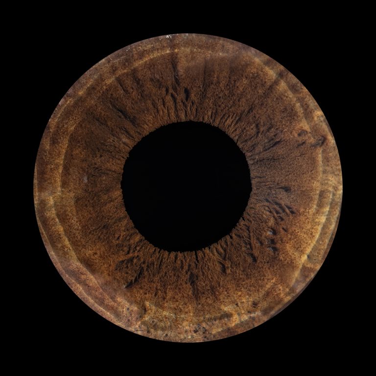 IRIS ROMORANTIN ZELIHA